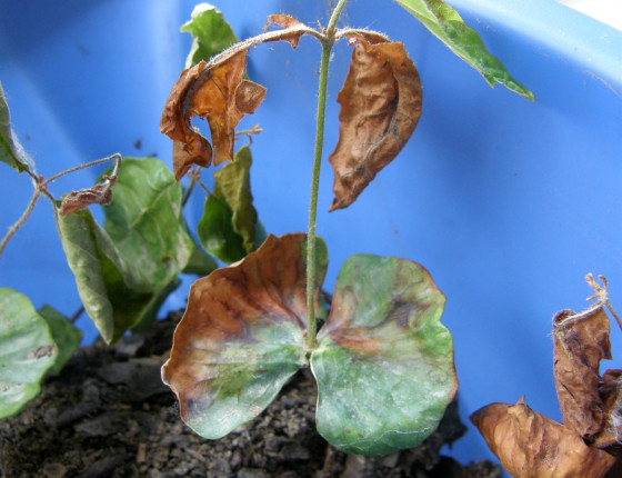 Symptomy poškození na semenáčku buku, laboratoř ÚOLM LDF Brno 2006.