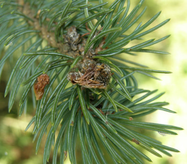 Detail poškozeného pupene, Arboretum Řícmanice 2015.
