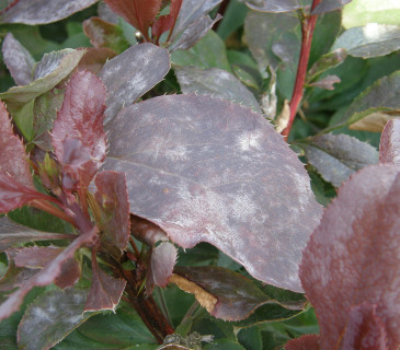 Erysiphe berberidis na listech dříšťálu, Brno Mendelu BZA 2006.