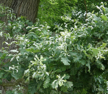 Symptomy padlí dubového, Vranovice 2012.