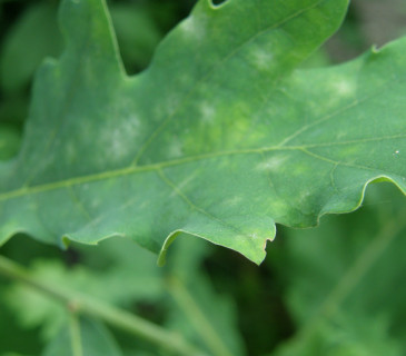 Primární symptomy napadení listů dubu, Vranovice 2018.
