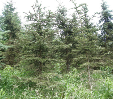 Napadený porost smrku stříbrného, Jizerské hory 2014.