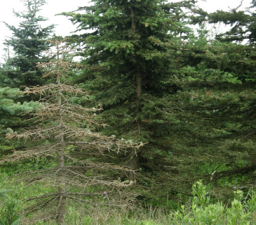 Napadený smrk stříbrný, Jizerské hory 2014.