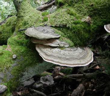Plodnice na kmenu buku, ŠLP Křtiny 2006.