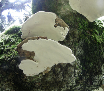 Bílé hymenium plodnice, Suchý vrch 2006.