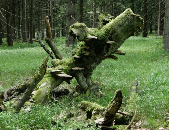 Plodnice na padlém kmenu buku, Suchý vrch 2006.