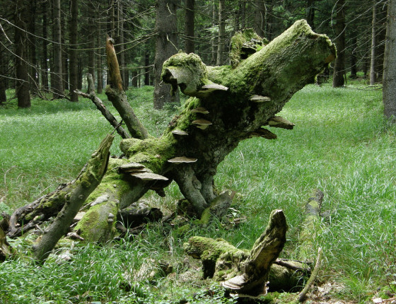 Plodnice na padlém kmenu buku, Suchý vrch 2006.