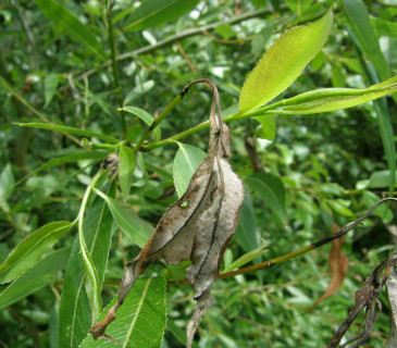 Symptom zasychání letorostů, Arboretum Křtiny 2008.