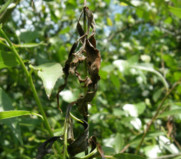 Symptom zasychání letorostu, Arboretum Křtiny 2008.
