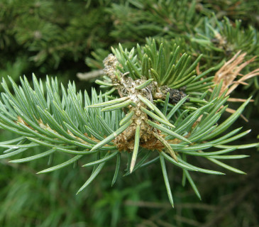 Poškozený pupen u smrku stříbrného, Jizerské hory 2014.