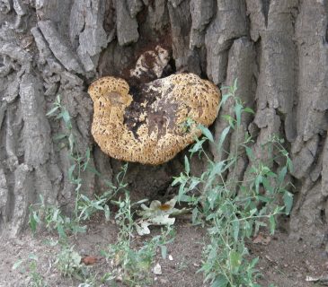 Mladá plodnice rezavce na bázi dubu, Lednice park 2019.