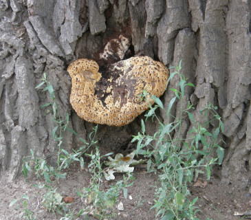 Mladá plodnice rezavce na bázi dubu, Lednice park 2019.