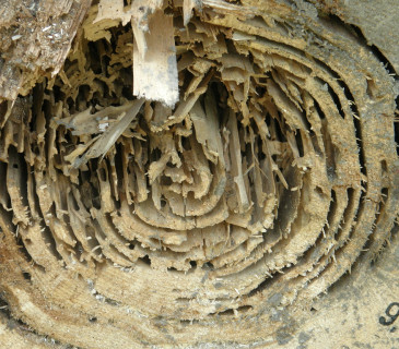 Hniloba poprašky, Svratka 2014.