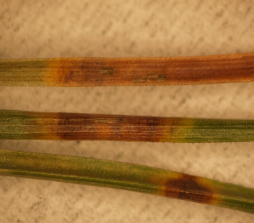 Acervuli na jehlicích borovice blatky, ÚOLM LDF Brno 2008.