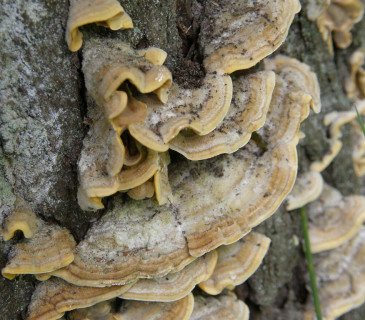 Plodnice, Arboretum Křtiny 2018.