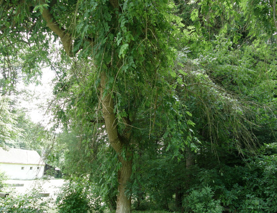 Symptomy prosychání koruny jasanu, Arboretum Křtiny 2008.