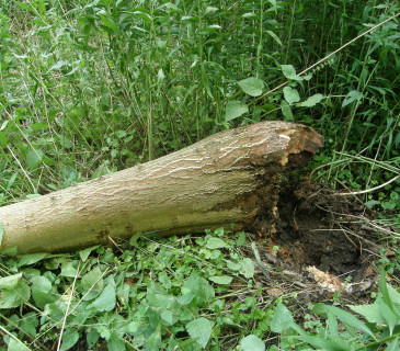 Vyvrácená báze jasanu s hnilobou václavky, Vranovice 2017.