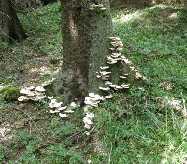 Báze smrku s plodnicemi, údolí Bílé Opavy 2019.