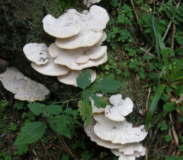 Báze smrku s plodnicemi, údolí Bílé Opavy 2019.