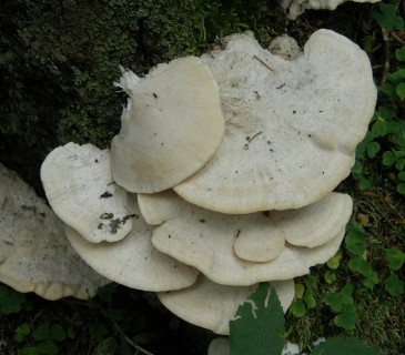 Plodnice plstnatečku, údolí Bílé Opavy 2019.