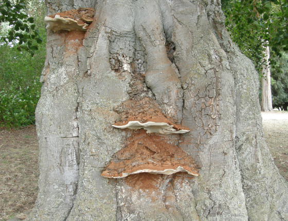 Plodnice lesklokorky na kmeni buku, Lednice park 2016.