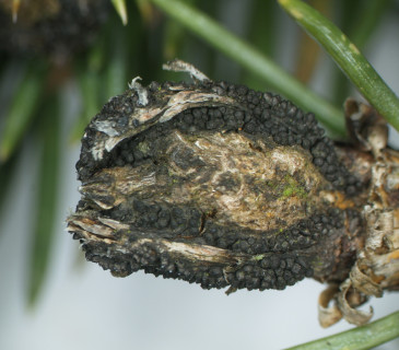 Zduřelé pupeny s plodnicemi, laboratoř ÚOLM LDF Brno 2008.