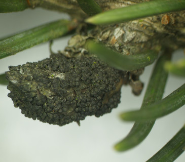 Zduřelé pupeny s plodnicemi, laboratoř ÚOLM LDF Brno 2008.