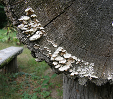 Plodnice na kmenu buku, Arboretum Křtiny 2018.