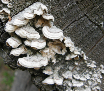 Plodnice na kmenu buku, Arboretum Křtiny 2018.