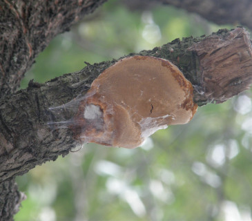 Plodnice na třešni, Brno 2012.