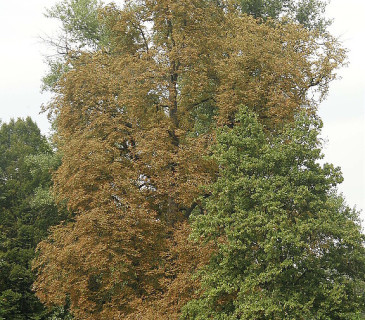Typické symptomy zhnědlých listů v koruně sírovce, Vranovice 2010.