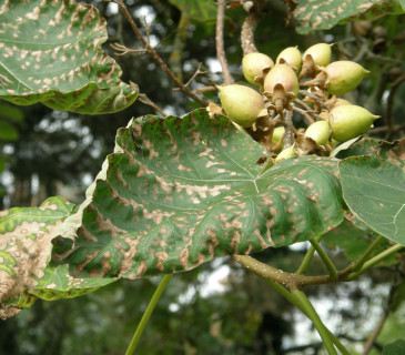 Nekrotické skvrny na listech, Brno Mendelu BZA 2006.