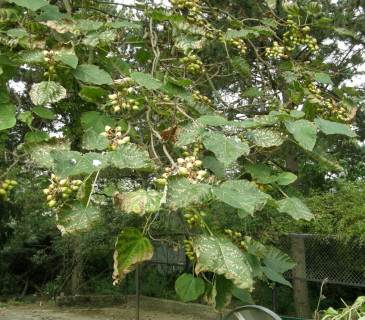Symptomy v koruně stromu , Brno Mendelu BZA 2006.