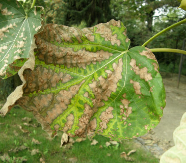Nekrotické skvrny na listech, Brno Mendelu BZA 2006.