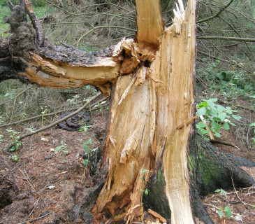 Zlom smrku s hnilobou, ŠLP ML Křtiny 2013.