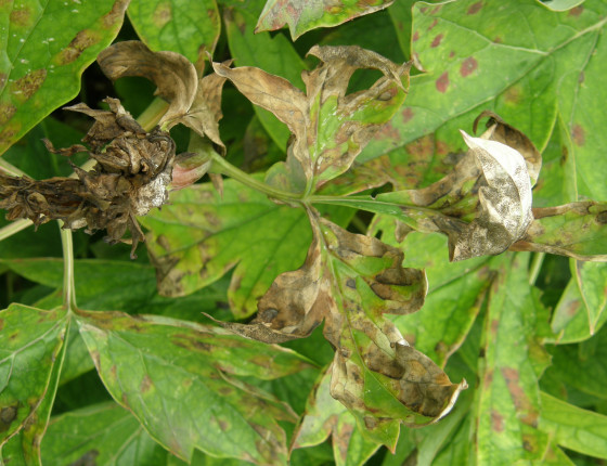 Symptomy na listech pivoňky, Brno 2009.
