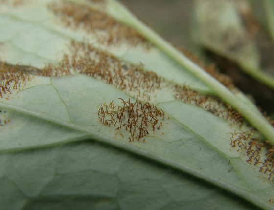 Symptomy telia na rubu listů pivoňky, Brno 2009.