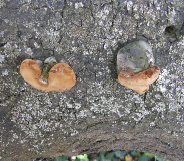 Plodnice na švestce, Brno 2012.