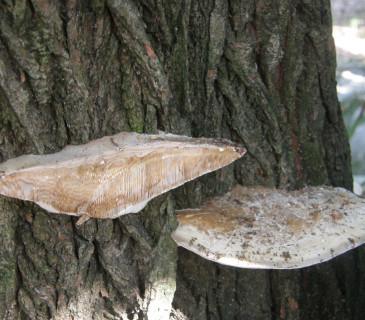 Plodnice na vrbě, ŠLP ML Křtiny 2016.