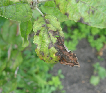 Listy jabloně se strupovitostí, Brno 2015.