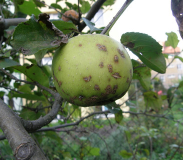 Plody se strupovitostí, Brno 2015.