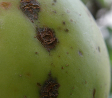 Detail poškození plodů strupovitostí, Brno 2015.