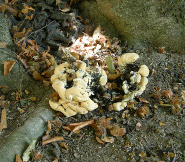 Mladé plodnice na bázi buku, ŠLP ML Křtiny 2018.