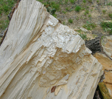 Kostečkovitá, bílá hniloba, Jeseníky 2003.