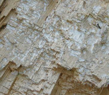 Bíla hniloba plstnatečku, ŠLP ML Křtiny 2009.