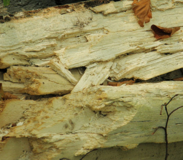 Bílá hniloba troudnatce, Arboretum Křtiny 2006.