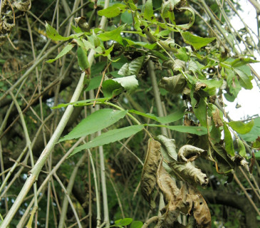Detail usychání listů při nákaze, Arboretum Křtiny 2010,
