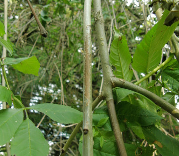 Tvorba léze na větvičce jasanu, Arboretum Křtiny 2008.