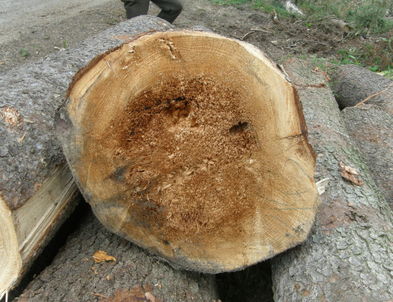 Hniloba kořenovníku na smrku, ŠLP ML Křtiny 2015.