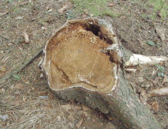Hniloba kořenovníku na smrku, ŠLP ML Křtiny 2015.